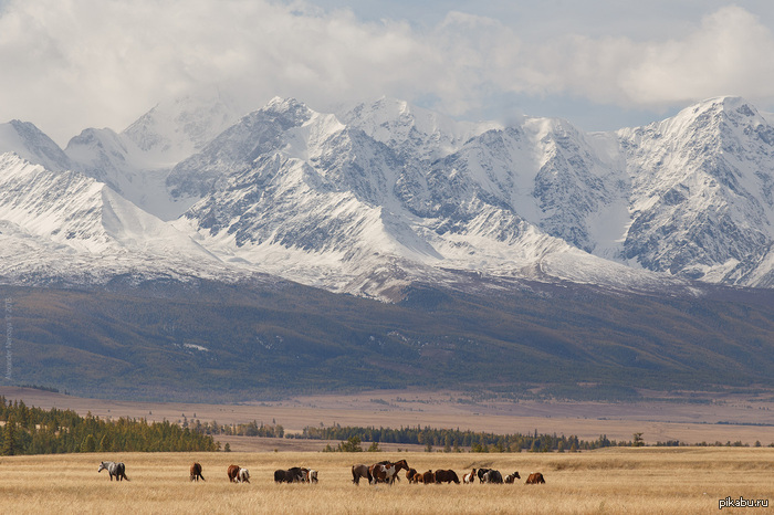 We sometimes forget how beautiful our country is - Russia, The mountains, The photo, beauty, Altai, Altai Republic