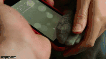 ��� ���� ������� ���������� �������