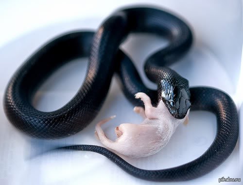Крысиных змей. Серпентарий гадюка обыкновенная. Королевская змея нигрита. Черная змея. Маленькие змеи.