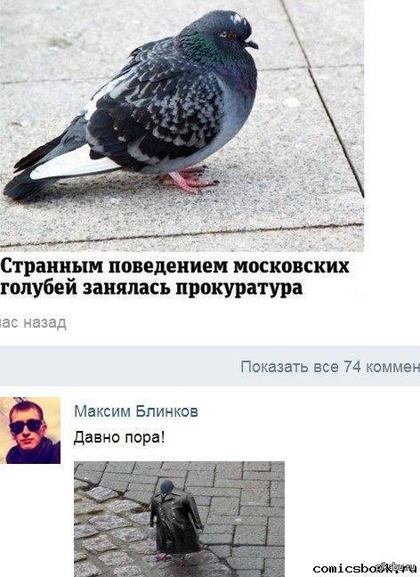 Голубь наркоман. Цитаты про голубку. Как разговаривает голубь. Как разговаривает голубь. Как разговаривает голубь.