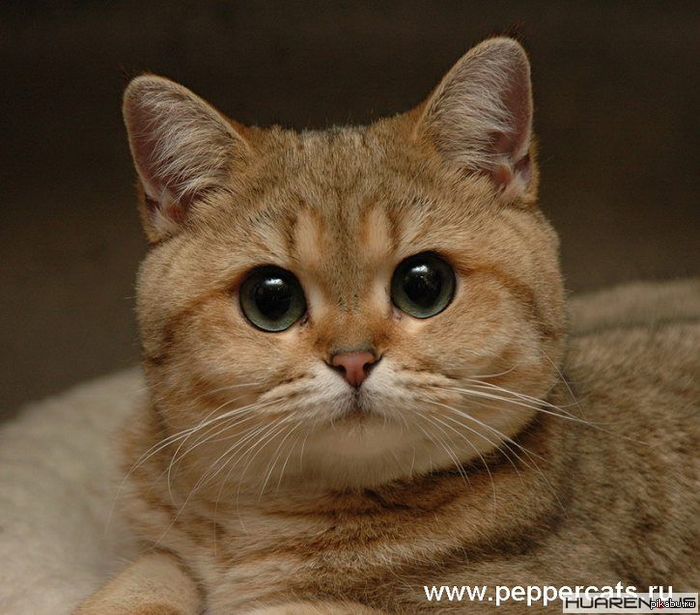 ����, ��� � ����� �������