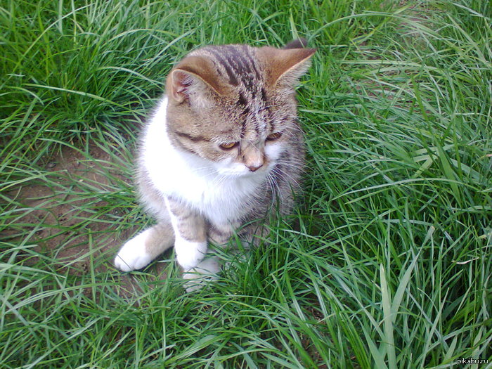               .    ,    &quot;&quot;