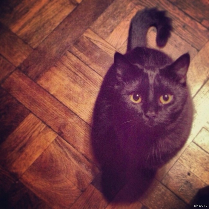 Котейка Чехов.)) | Пикабу