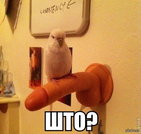 I don't even know what to write - Penis, A parrot, NSFW