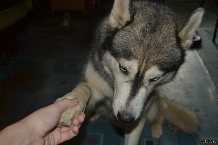 �����������)