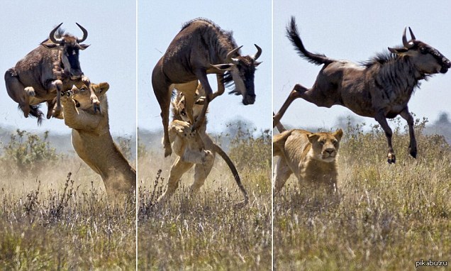 This scene was captured by photographer Jacques Matthysen in Kariega Game Reserve, South Africa. - Africa, a lion, Buffalo, The photo