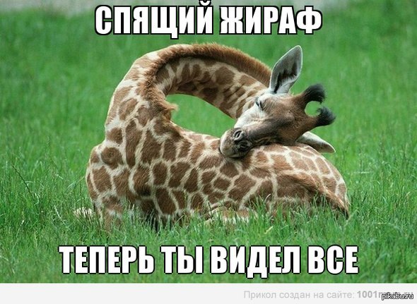 Эх...Жирафы...