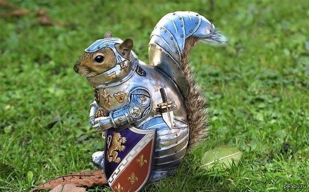 Protein canned :) - Squirrel, Armor