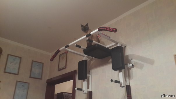 At least someone needed my horizontal bar! - My, cat, Horizontal bar