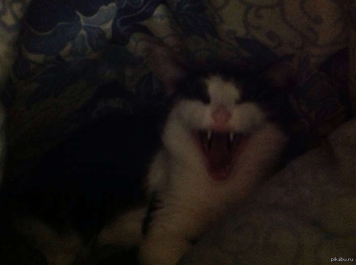 Заглядываю я под одеяло, а там..