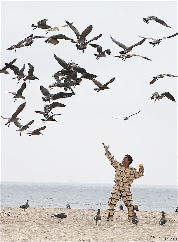 Crush-Man - Bread, Seagulls, Sea