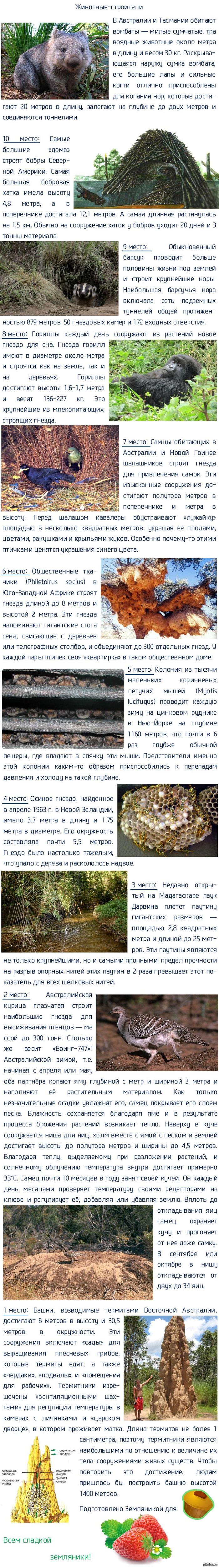 какие животные занимаются строительством. Смотреть фото какие животные занимаются строительством. Смотреть картинку какие животные занимаются строительством. Картинка про какие животные занимаются строительством. Фото какие животные занимаются строительством