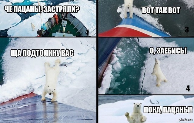 медведь прикол фото онлайн