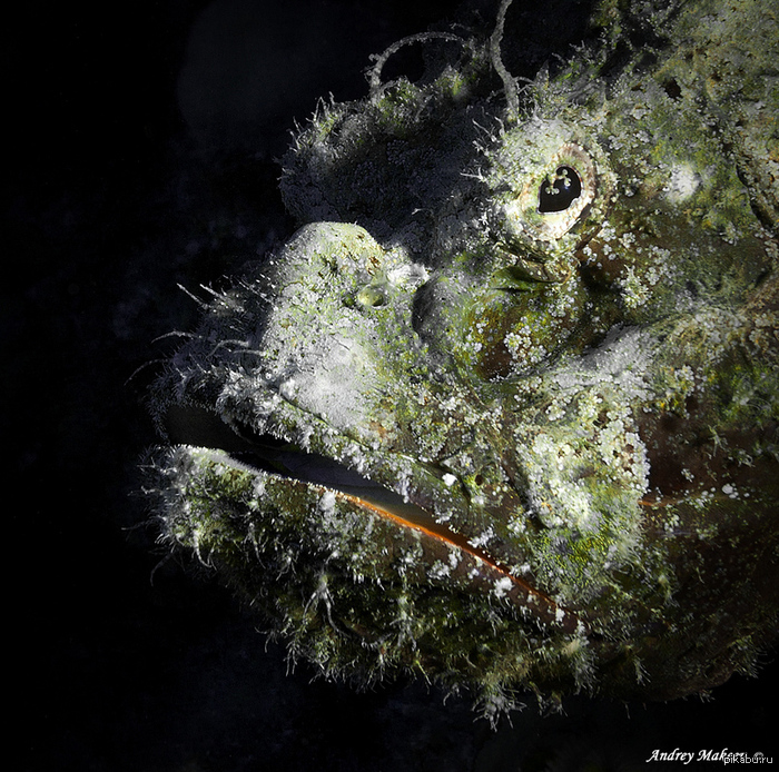 ������� �����������!