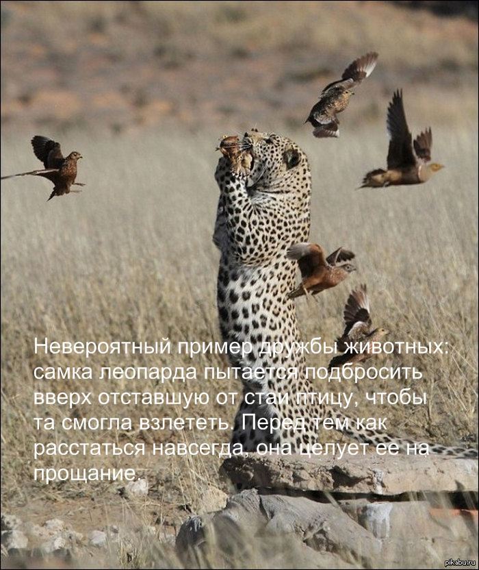 Взаимовыручка животных | Пикабу