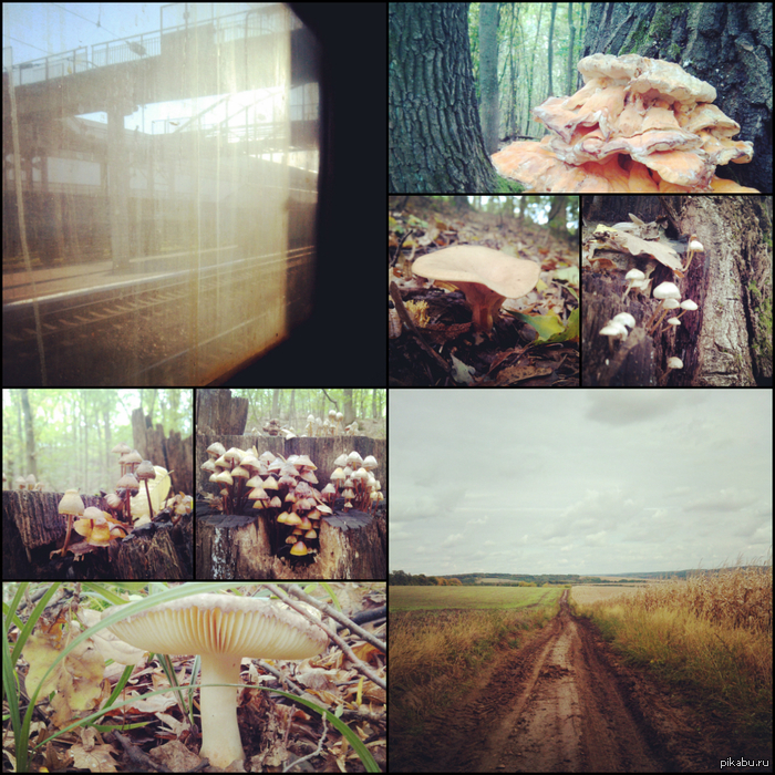 За что я люблю осень