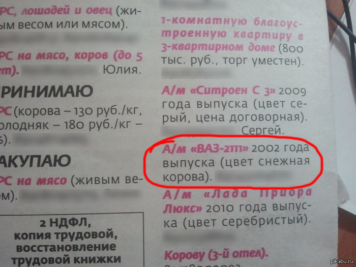 Цвет снежная корова