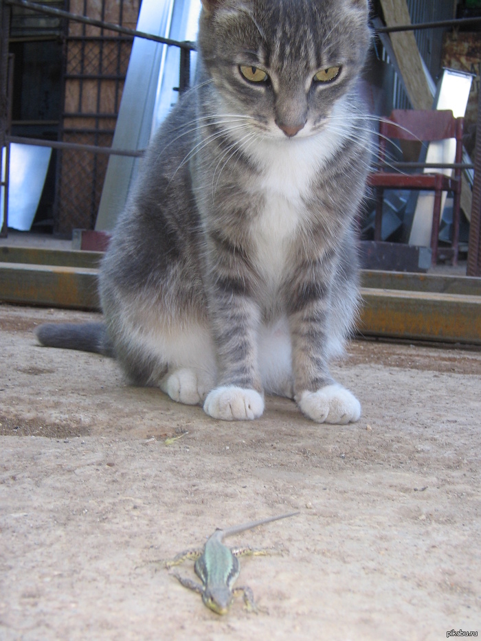 ������� � ������, ������))