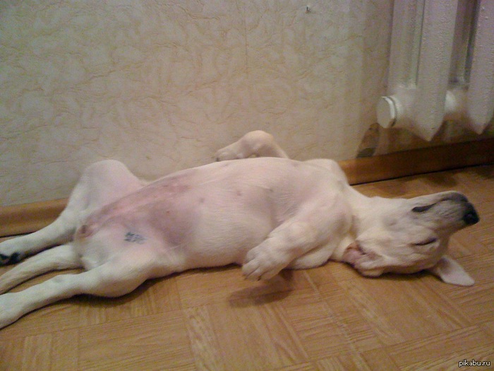 Лабро Няша!