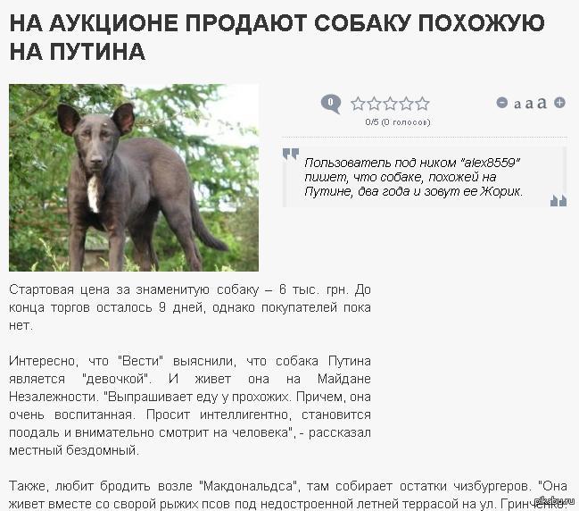 Как быстрее продать собаку. Здравствуйте собаку продаете. здравствуйте собаку продаете еще.