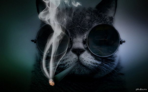 Блатной котик