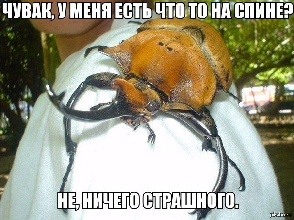 После такого можно и лом перекусить жопой))