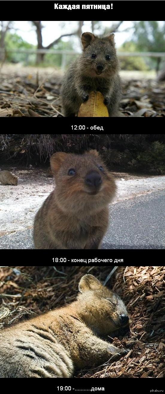 �������! ���� �������� ���!