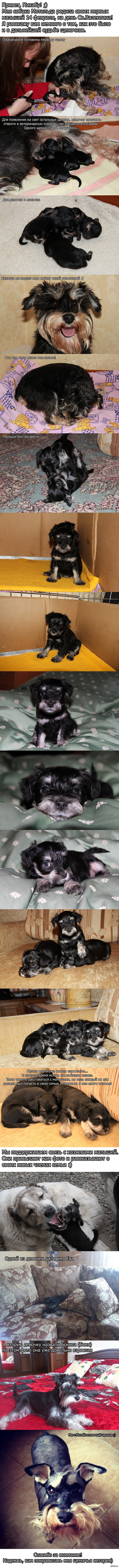 История о маленьких шнауцерах)