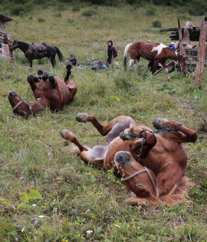 ��� ������