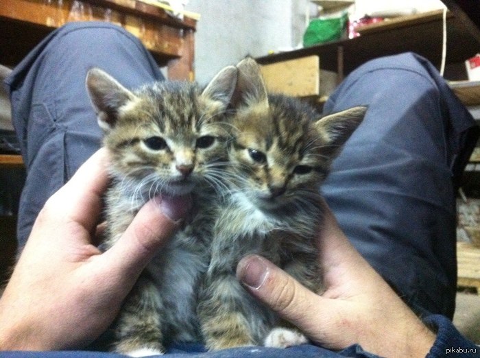 ���������, �������, �����, �������� �����, ������� � �������