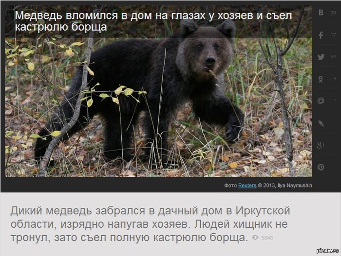 Мишка-борщеед