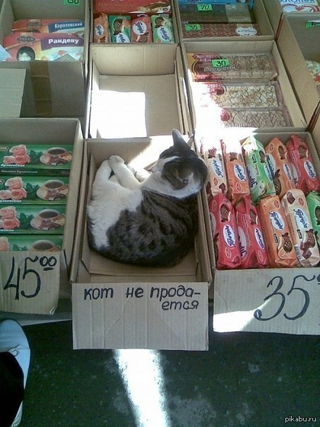 Кошка В Магазине Фото