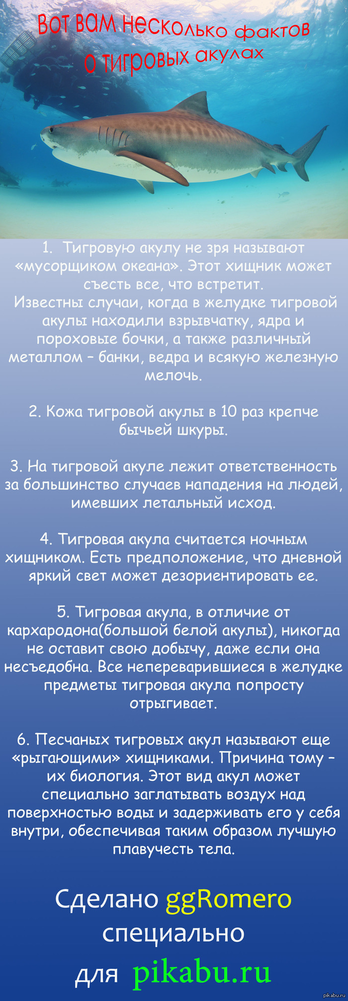 Интересные факты о тигровой акуле