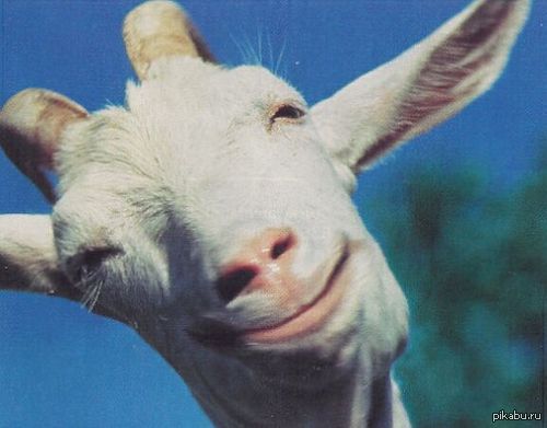 Знаю она коза. Коза с языком. Смешная коза. Коза прикол. Ты коза.