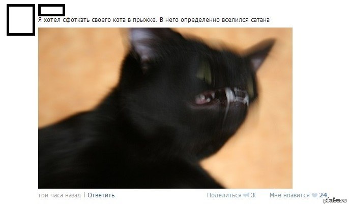 Встратые коты