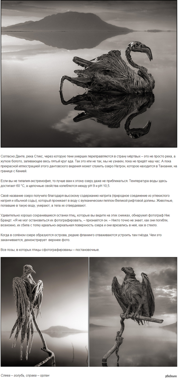 Озеро, превращающее животных в изваяния.