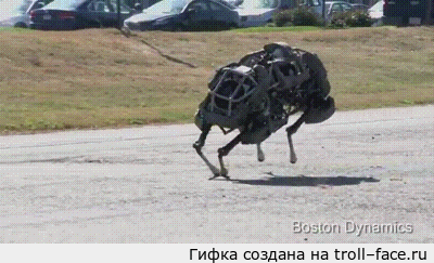 �����  WildCat