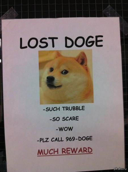 LOST DOGE 