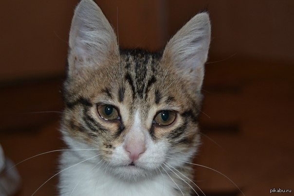 Если вы это читаете, значит в данный момент я пойман и меня тычут мордой в кучу говна, найденную за креслом.