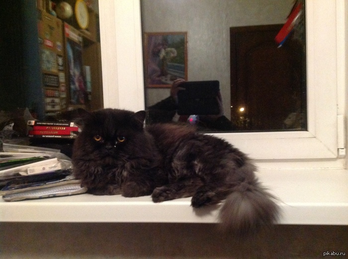 Мой няшный кот домашний