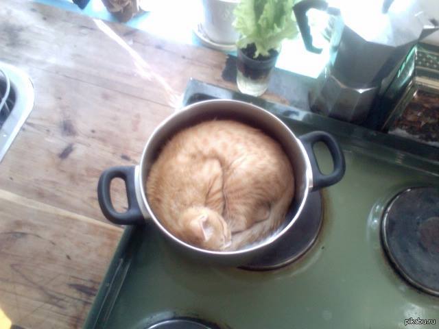 Кот в кастрюльке. Коты варят. Кошка на кухне. Кот в кастрюльке. Коты варят.