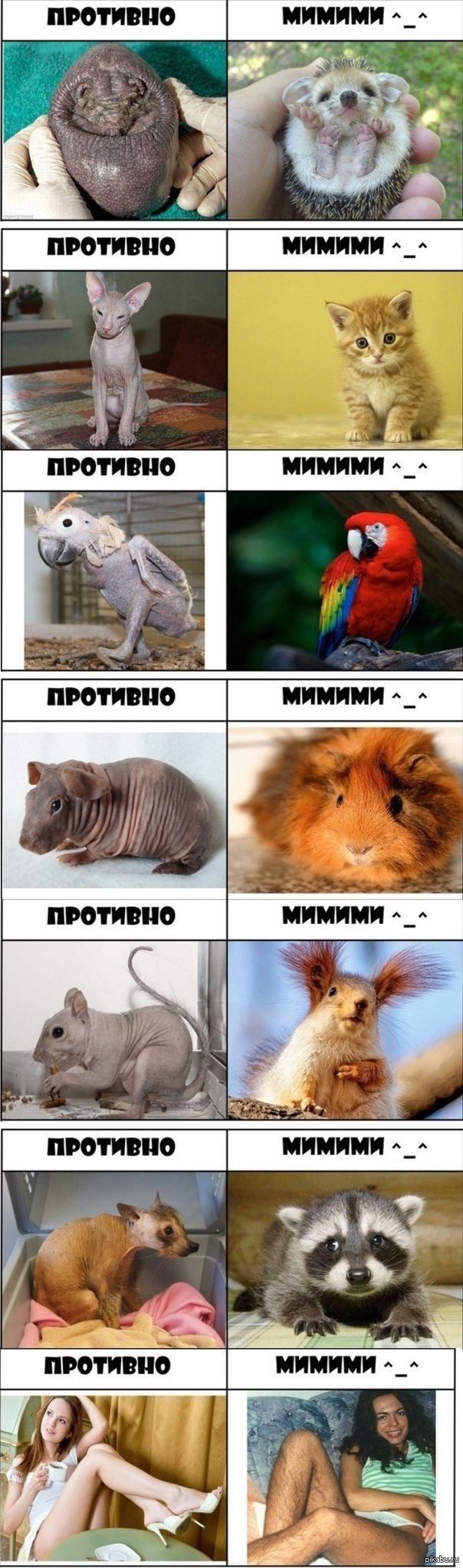 МиМиМи | Пикабу