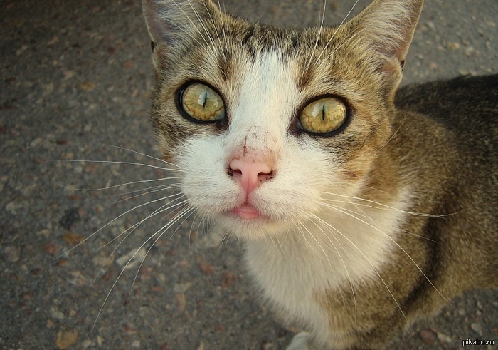 Cat - cat, Koteiko