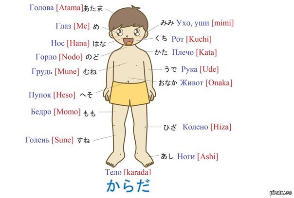 Японский язык спб. Японские слова. Части тела на японском. Японские слова части тела. Тело человека на японском языке.
