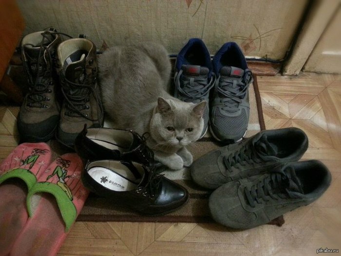 найди кота
