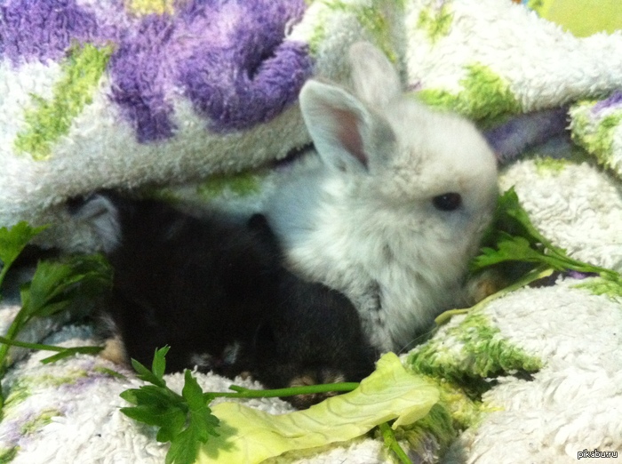 ����������� � ���������. ��� ��������.