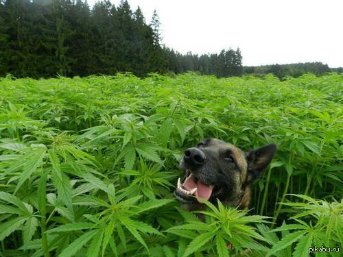 Собаки конопля что будет если обнаружили марихуану