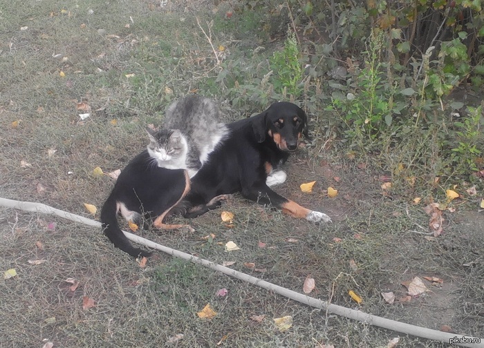 Доминируй, унижай, грейся.