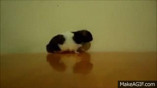 Шок, убийство хомячка!