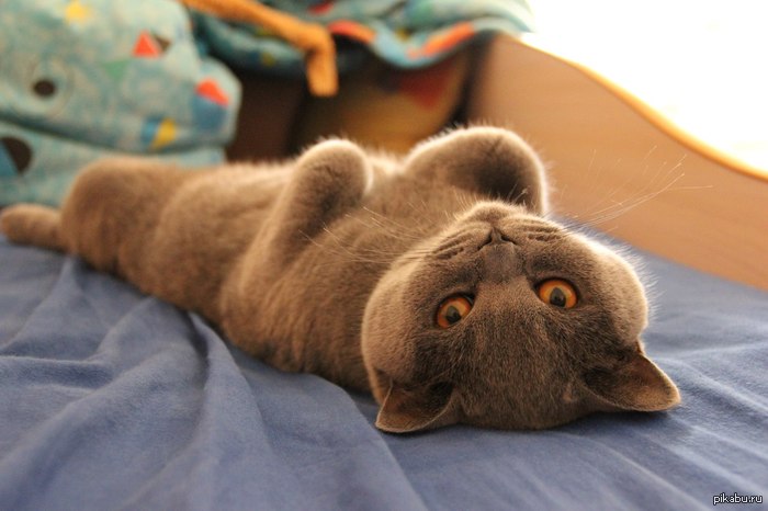 ������ ������� ��� �����.